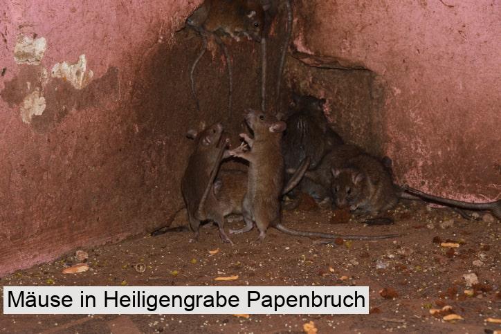 Mäuse in Heiligengrabe Papenbruch